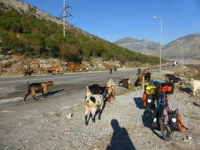A herd of goats suddenly came down the road from the border crossing