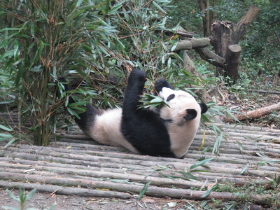 Panda eating at the Chengdu Research Base of Giant Panda Breeding