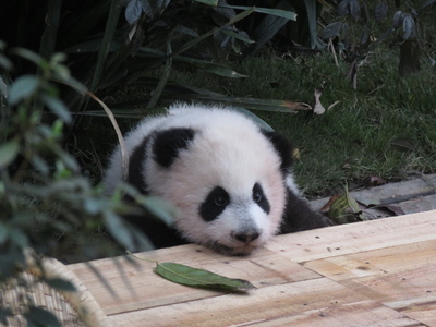 Baby panda being too cute at the Chengdu Research Base of Giant Panda Breeding