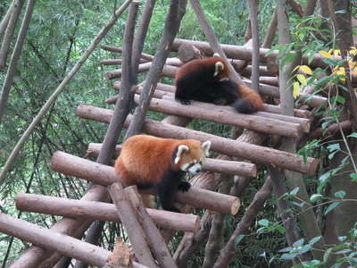 Red pandas at the Chengdu Research Base of Giant Panda Breeding