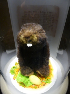 To circumvent Christian fasting rules forbidding meat, beavers were declared fish...