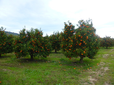 We saw a lot of orange trees in Greece. We camped behind this plantation on the first night. The oranges look a bit like Christmas decorations!