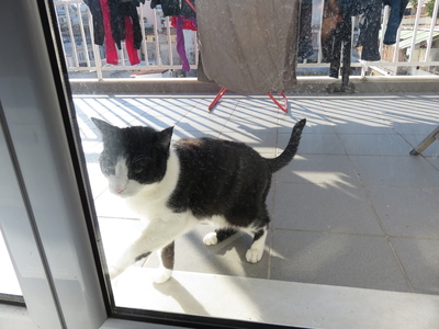 The neighbour's cat trying to open the balcony door to our Airbnb apartment. Sometime we let it in, sometimes we scared it off with our ridiculousness.