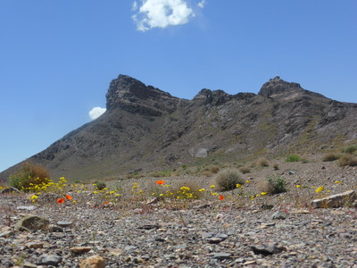 Desert flowers and mountains along the road from Ardestan to Isfahan