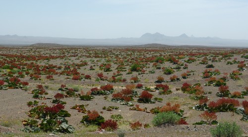 Red rhubarb flowers covering the desert between Ali Abad and Marvast