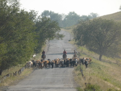 Cowboys with their herd on the quiet road along the Big Almaty Canal between Almaty and Shelek