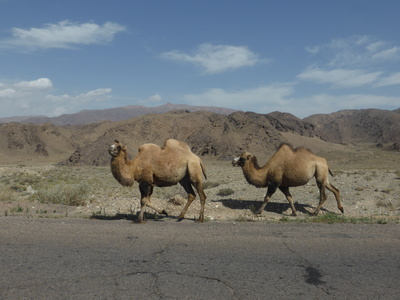 Bactrian camels along the road between Kochkor and Balykchy