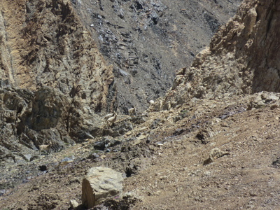 Herd of Siberian ibex on the steep rocky slopes, on our wildlife spotting day tour with the local NGO Burgut in the Alichur Conservancy area