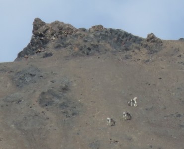 Marco Polo sheep near the top of the steep mountain slopes, on our wildlife spotting day tour with the local NGO Burgut in the Alichur Conservancy area