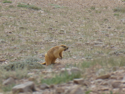 Marmot screaming to alert other marmots of danger (i.e. Hannah), close to where we camped in between the Naizatash Pass (4137m) and Murghab
