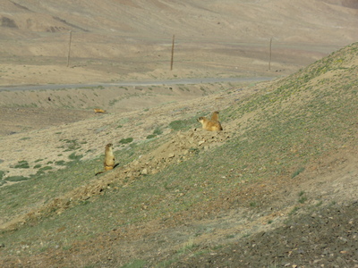 A madness of marmots (that is actually the correct English term for a group of marmots) near our second campsite between Murghab and the Ak-Baital Pass (4655m).