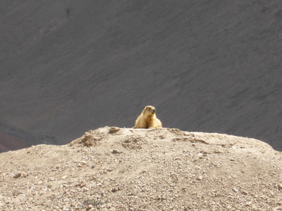 Marmot basking in the sun, on the way down from the Ak-Baital Pass (4655m)
