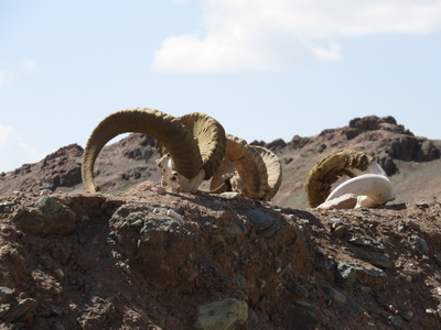 Marco Polo sheep horns, at the Tajik border post just before the Kyzyl-Art Pass (4280m)
