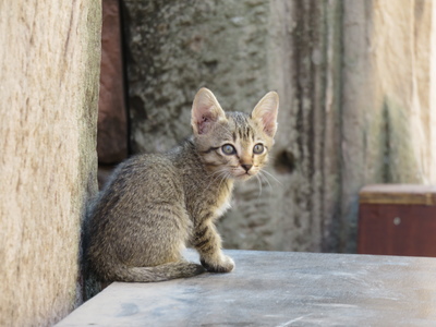 Adorable kitten in Prasat Hin Phimai, part of the Phimai Historical Park