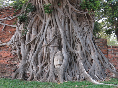 Buddha head embedded in a banyan tree at Wat Mahathat, Ayutthaya
