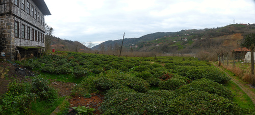 İnceler Konağı, the countryside mansion we stayed in on our last night in Turkey. Typical of Rize province, the country's main tea growing region, the entire valley outside is covered with tea plantations.