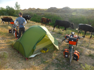 A herd of cows passing by where we camped between Katta-Kurgan and Samarkand