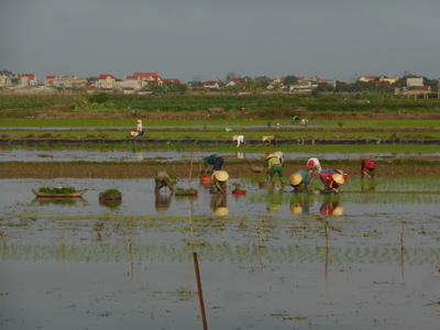 Farmers planting rice, on the way from Ninh Binh to Thanh Hoa